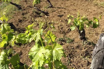 Listán-Prieto-Trauben an alten Reben auf der Hacienda